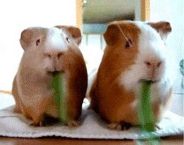 《寵物賣萌日記》一樣要把衛生紙要準備好喔（掩鼻）