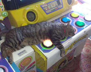 《貓的電動遊樂場》無法阻止它犯下可愛的錯♥