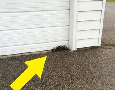 《拯救生命大作戰》要是在門口發現一窩......要怎麼處理？