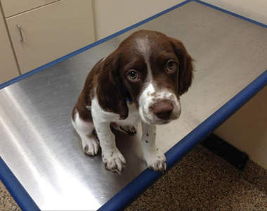 《寵物看醫生》狗狗篇 可憐模樣太犯規啦 ( ´・ω・)