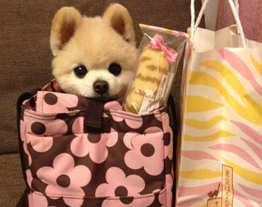 日本人票選「好吃但老套的伴手禮」沒想到我們台灣也上榜啦(-∀-`; )