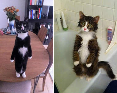 《貓的站起來》呀～～你們是有什麼訴求嗎？