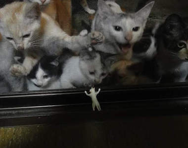 《惡搞貓的手機撐》攝影大賽 你你你...你們不要再過來惹(擋)