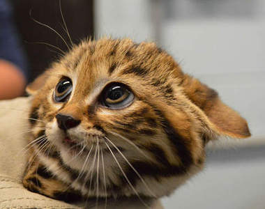 《黑足貓》全世界最小型的萌萌貓科動物( ･`ω･)