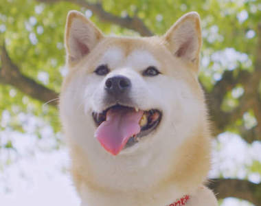 《感動反酒駕廣告》讓日本網友爆哭的原因是?(´;ω;`)