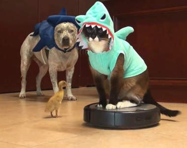 《掃地機器人新用途》請問有附贈上面那隻毛茸茸的嗎♡ (´Д｀ )   