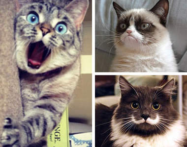 《網路上最火紅的10隻貓》你都認識這些網路明星貓嗎？