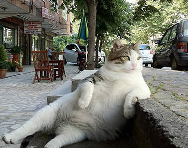 《貓的坐姿》你家的貓老大是哪一種？