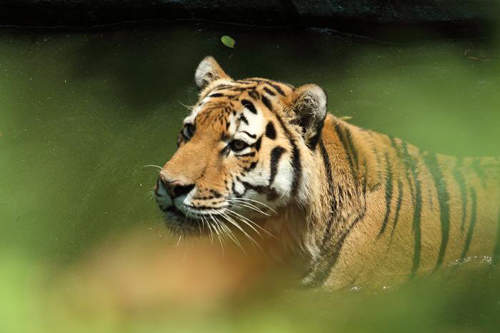 日本動物園 猛獸脫出對策 恐怖感趨近於０