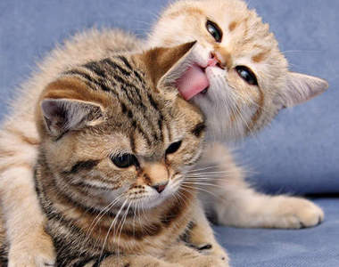 貓咪舔毛的意義？閒著沒事就呸囉呸囉的原因是～？ΦωΦ