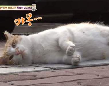 《貓兒身狗兒心》史上最聽話的喵星人駕到ΦωΦ