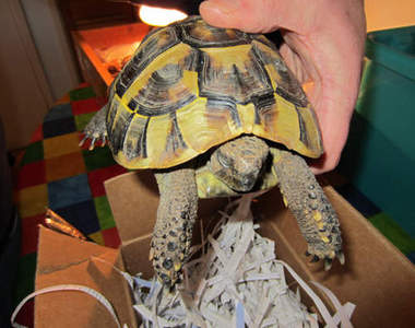 戰鬥民族用冰箱《冷藏烏龜》2個月的結果(◔̯◔)