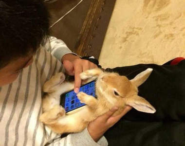 超夯的《兔子手機殼》這種手機殼不是人人有呀（羨慕）