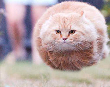 「單身五年以上的女性都養什麼寵物？」...要！你！管！⇎_⇎