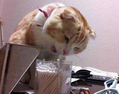 《棉花棒貓》最後也只能說聲殘念（拍）