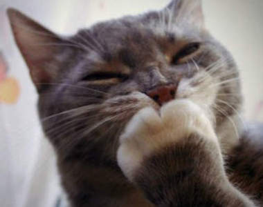 25隻世界名景點貓　參觀古蹟也來拍拍喵星人