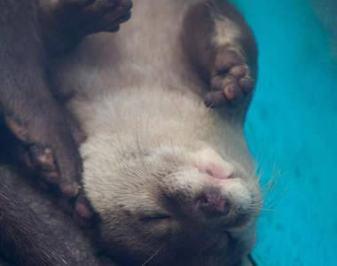 超萌《水獺睡相》讓人跟著一起氣力全失的強大攻擊力(倒)