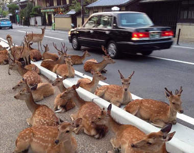 《奈良小鹿》集體占領馬路事件發生 縣民也驚訝的景象到底怎麼回事?