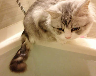 第二代《貓型溫度計》傻傻的網路紅貓「毛玉醬」