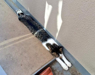 排水溝貓　喵星人在炎熱夏季找到的避暑方法