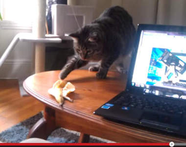 遇到香蕉就反應過大的貓咪們　香蕉真是太可怕惹www