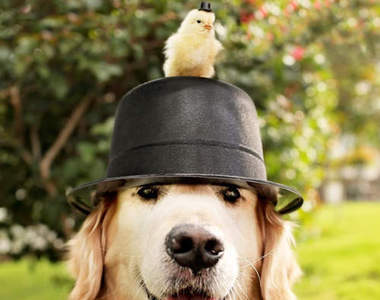 頭頂小雞的黃金獵犬《Champ》根本是超專業的狗麻豆嘛～