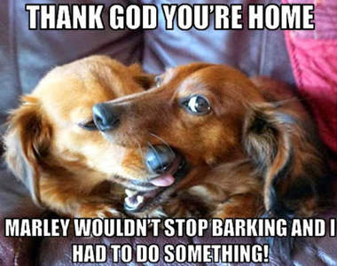 《搗蛋毛小孩》被抓到瞬間　又再找藉口啦www