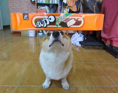 台灣《柯基阿布頂瓜瓜》是隻平衡宇宙萬物的柯基