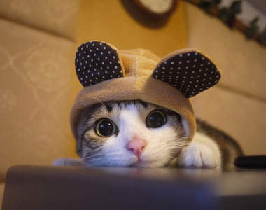 超萌《瓜皮貓》你可能早就見過的網路紅貓