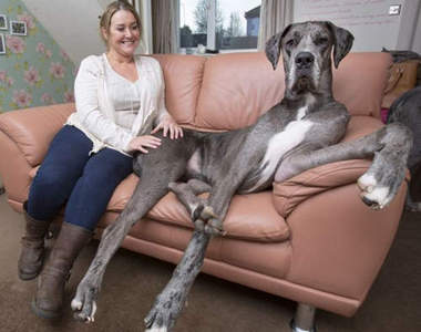 英《超級巨犬》一屁股坐下就占據整個沙發⊙＿⊙