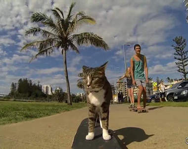 《滑板貓》滑到大街小巷處兜風去
