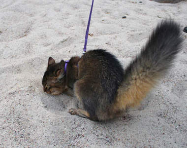 新網路紅貓《松鼠貓》人家只是像松鼠的貓啦~(抓抓)