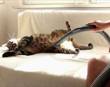 《熱愛吸塵器的貓》這樣都不用梳毛了(誤)(*ΦωΦ)ﾉ