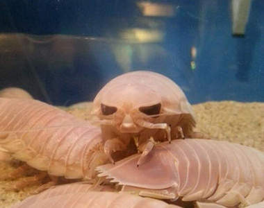 《酥炸漂水蝨》調理法大公開 閱覽注意級的試吃畫面也一起送上Σ(O_O;