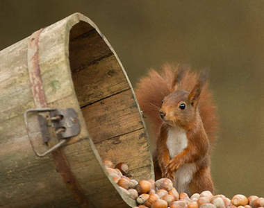 超可愛森林住民　這根本是故事書裡走出來的吧ෆ◕ㅂ◕ෆ