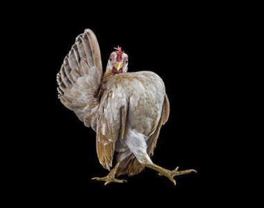 《古怪的雞》真的是雞自己擺出來的動作(驚訝)