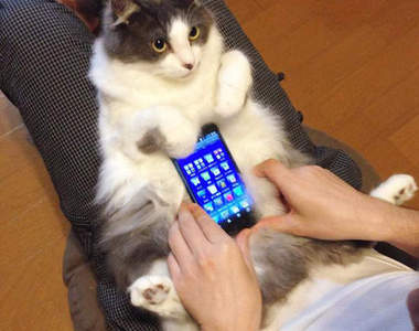 《寵物手機殼》快把家裡的毛小孩抓來當手機殼(笑)