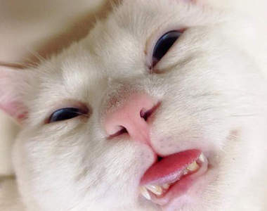 《貓的恐怖睡顏》主人睡在旁邊也很難不被嚇醒吧www