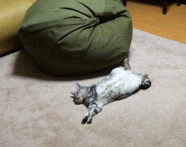 寵壞人類的《懶骨頭沙發》抵達前就已氣力盡失的貓咪(｡-ܫ-｡)♥