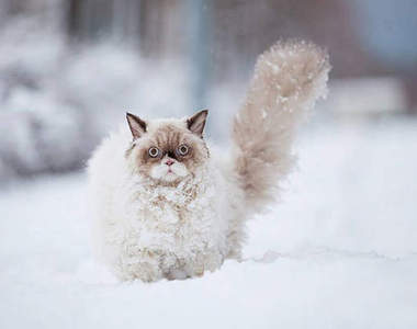 《第一次看到雪的動物》有需要這麼錯愕嗎O_O