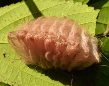 閱覽注意《不像毛蟲的毛蟲》這是誰的假髮吧