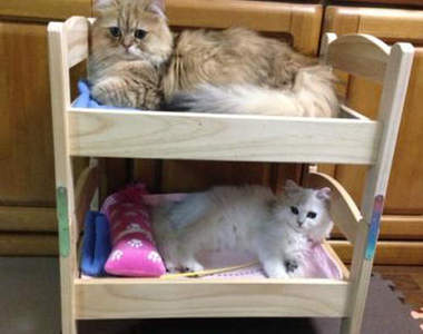 超適合貓咪的《IKEA洋娃娃床》還可以變上下舖喔ww