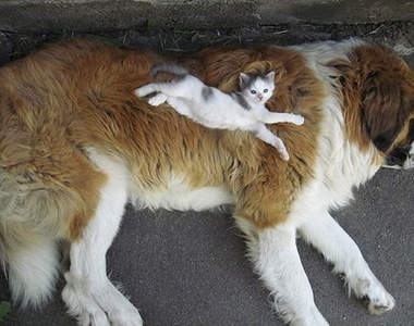 《睡在夥伴身上》暖呼呼超舒服的好好睡噢