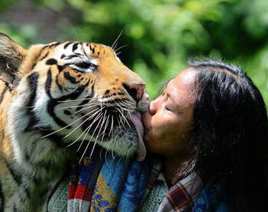 超親密《老虎與男人》跟牠親親不知道是什麼感覺XD