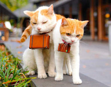 喵蘭弟子：轉眼間長大已成喵嘍