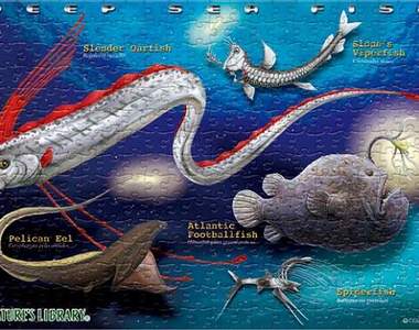 神奇深海生物《海惡魔》感覺深海裡面很多外星生物捏...