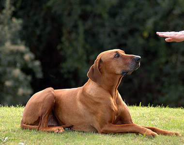 泰國《熱過頭的狗狗》真的超聰明～還有這招啊～