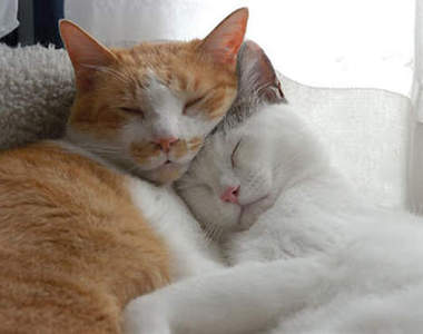 《動物閃光照》月圓人團圓~動物們也要團圓OwO