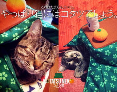 《貓咪暖桌裝》好像躲在小暖桌下睡覺呢>/////<