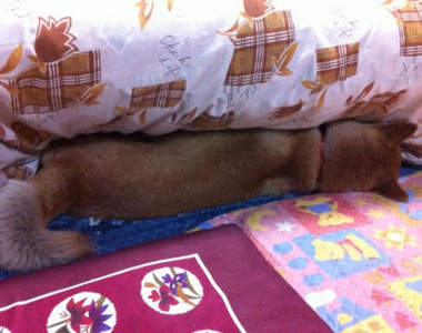 超懶《暖桌犬》被暖爐桌俘虜的汪星人續出♥